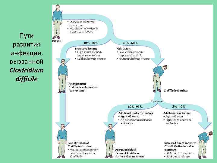 Пути развития инфекции, вызванной Clostridium difficile 