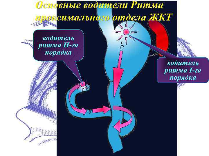 Основные водители Ритма пpоксимального отдела ЖКТ водитель pитма II-го поpядка водитель pитма I-го поpядка