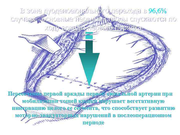 В зоне дуоденоеюнального перехода в 96, 6% случаях - основные нервные стволы спускаются по