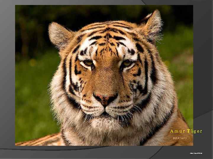 A m u r T i g e r Alikul Aizhan BT 13 -06