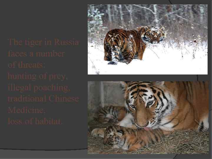 The tiger in Russia faces a number of threats: hunting of prey, illegal poaching,