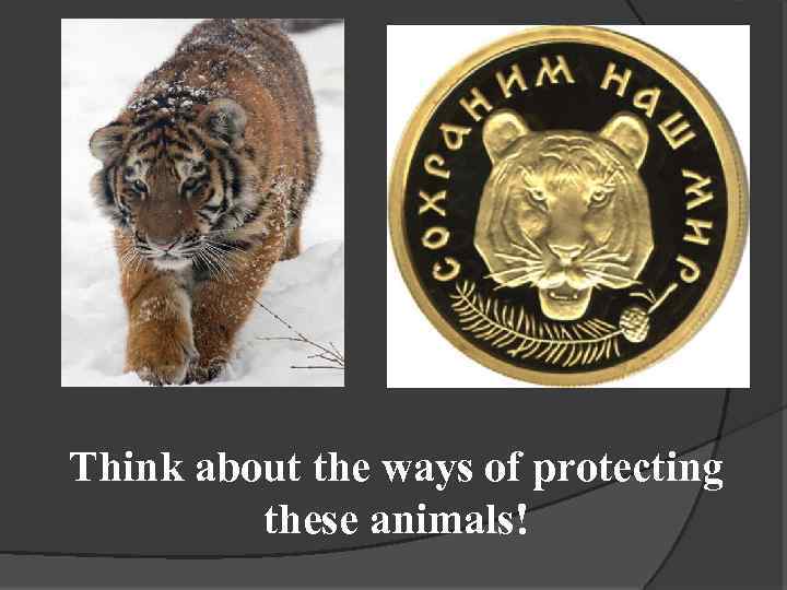 Think about the ways of protecting these animals! 