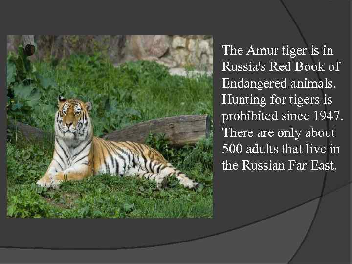 The Amur tiger is in Russia's Red Book of Endangered animals. Hunting for tigers