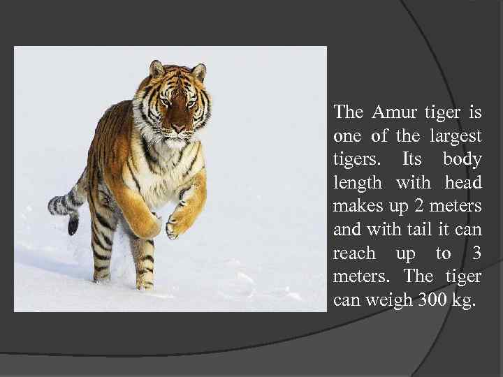 The Amur tiger is one of the largest tigers. Its body length with head