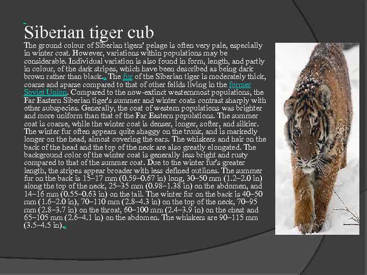  Siberian tiger cub The ground colour of Siberian tigers' pelage is often very