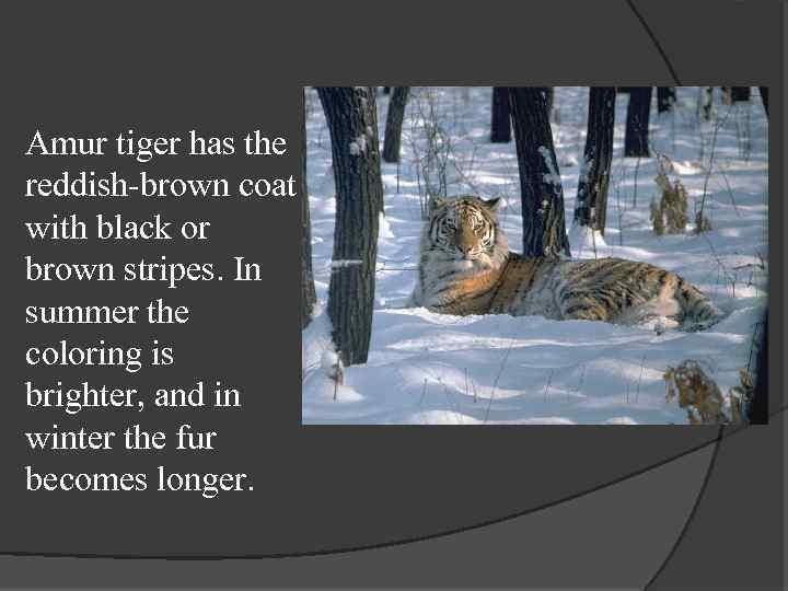 Amur tiger has the reddish-brown coat with black or brown stripes. In summer the
