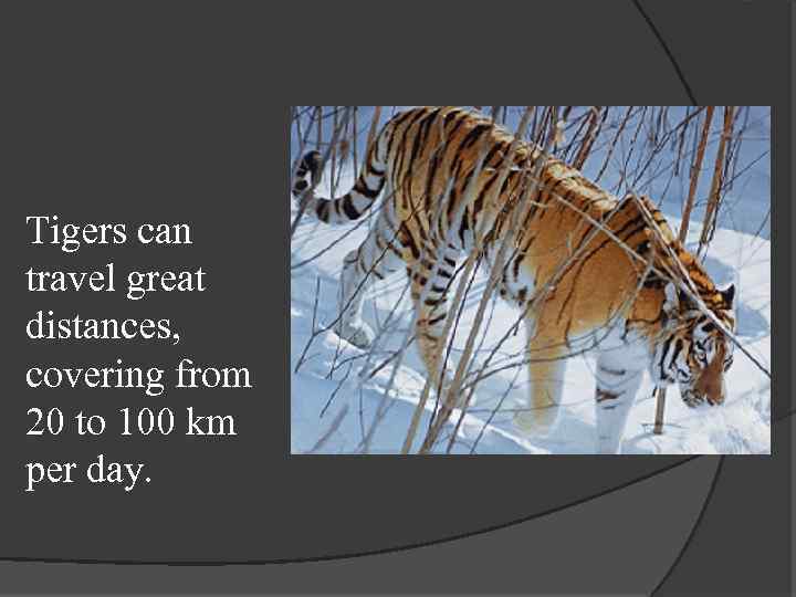 Tigers can travel great distances, covering from 20 to 100 km per day. 