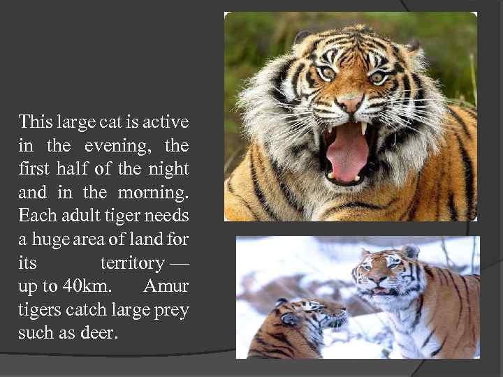 This large cat is active in the evening, the first half of the night