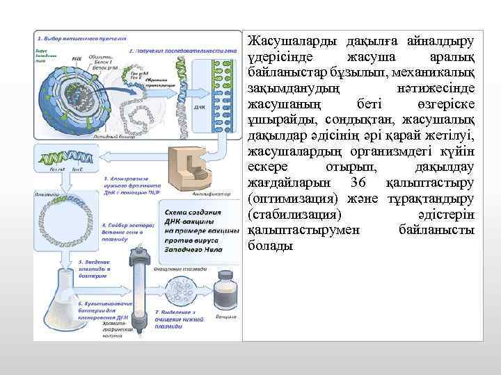 Жасушаларды дақылға айналдыру үдерісінде жасуша аралық байланыстар бұзылып, механикалық зақымданудың нәтижесінде жасушаның беті өзгеріске