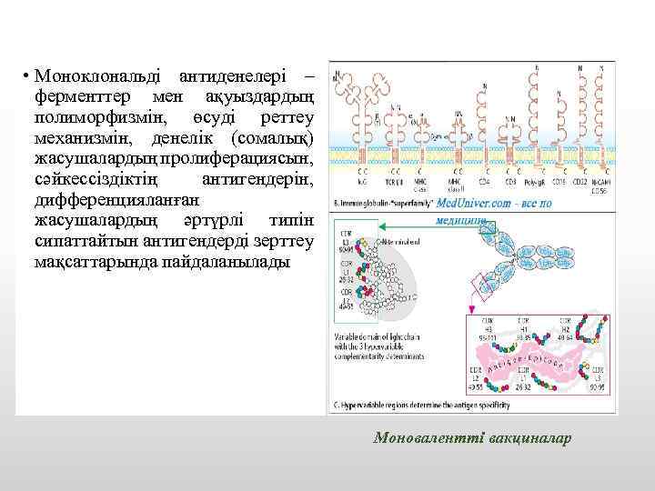  • Моноклональді антиденелері – ферменттер мен ақуыздардың полиморфизмін, өсуді реттеу механизмін, денелік (сомалық)