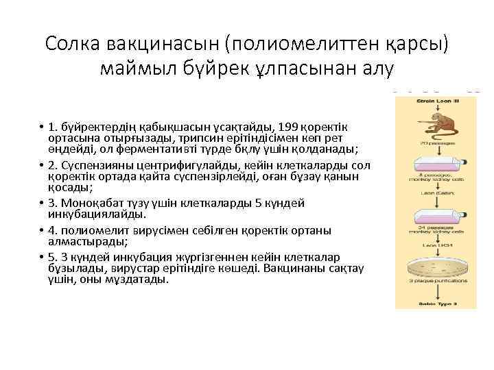 Солка вакцинасын (полиомелиттен қарсы) маймыл бүйрек ұлпасынан алу • 1. бүйректердің қабықшасын ұсақтайды, 199