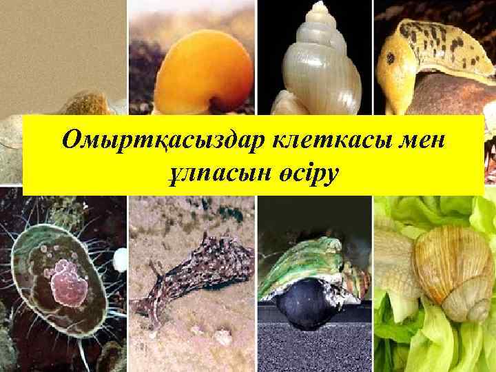 Омыртқасыздар клеткасы мен ұлпасын өсіру 