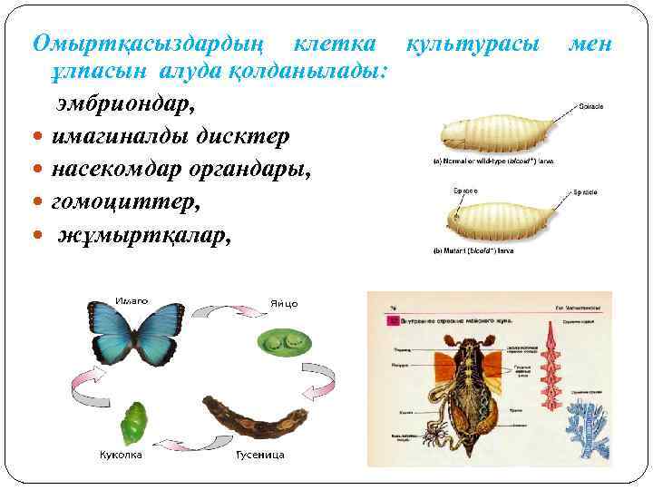Омыртқасыздардың клетка культурасы ұлпасын алуда қолданылады: эмбриондар, имагиналды дисктер насекомдар органдары, гомоциттер, жұмыртқалар, мен