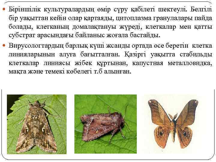  Біріншілік культуралардың өмір сүру қабілеті шектеулі. Белгілі бір уақыттан кейін олар қартаяды, цитоплазма