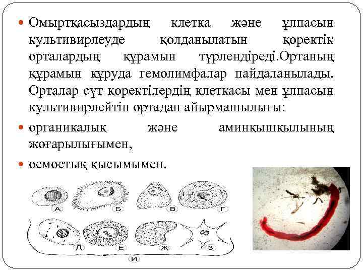  Омыртқасыздардың клетка және ұлпасын культивирлеуде қолданылатын қоректік орталардың құрамын түрлендіреді. Ортаның құрамын құруда
