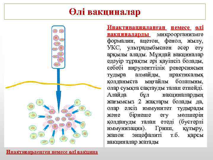 Өлі вакциналар Инактивацияланған немесе өлі вакциналарды микроорганизмге формалин, ацетон, фенол, жылу, УКС, ультрадыбыспен әсер