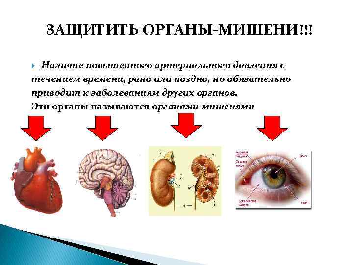 ЗАЩИТИТЬ ОРГАНЫ-МИШЕНИ!!! Наличие повышенного артериального давления с течением времени, рано или поздно, но обязательно