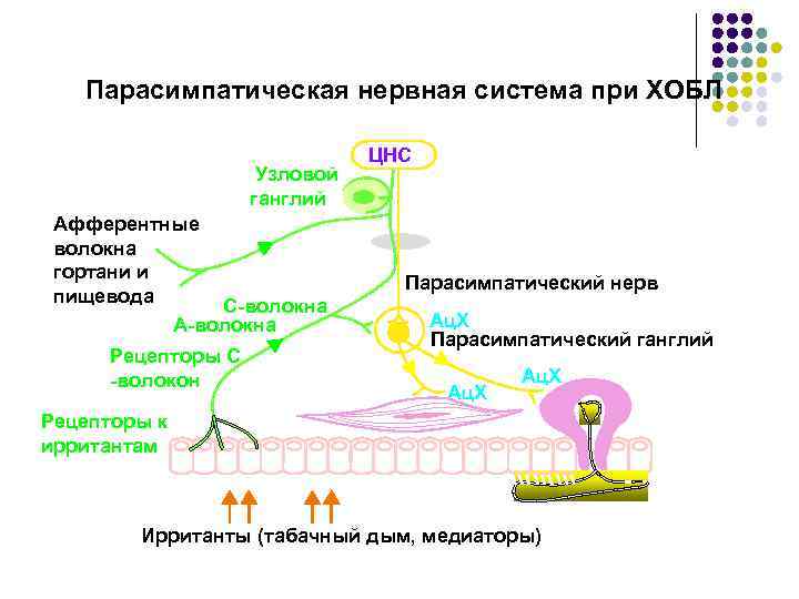 Парасимпатическая нервная система при ХОБЛ Узловой ганглий Афферентные волокна гортани и пищевода C-волокна A-волокна