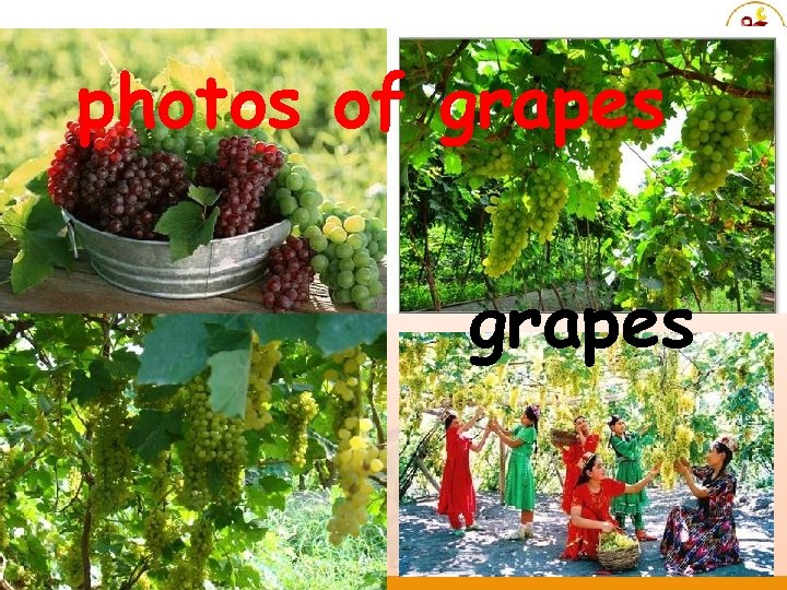 photos of grapes 