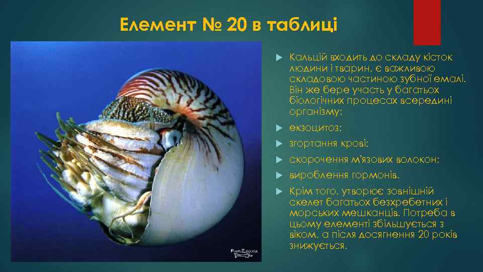 Елемент № 20 в таблиці Кальцій входить до складу кісток людини і тварин, є
