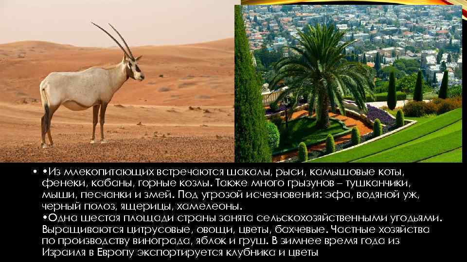  • • Из млекопитающих встречаются шакалы, рыси, камышовые коты, фенеки, кабаны, горные козлы.