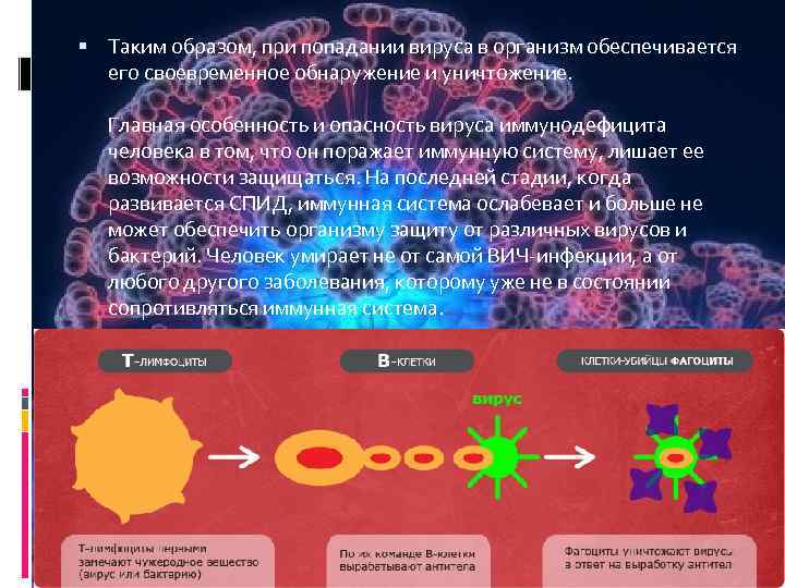  Таким образом, при попадании вируса в организм обеспечивается его своевременное обнаружение и уничтожение.