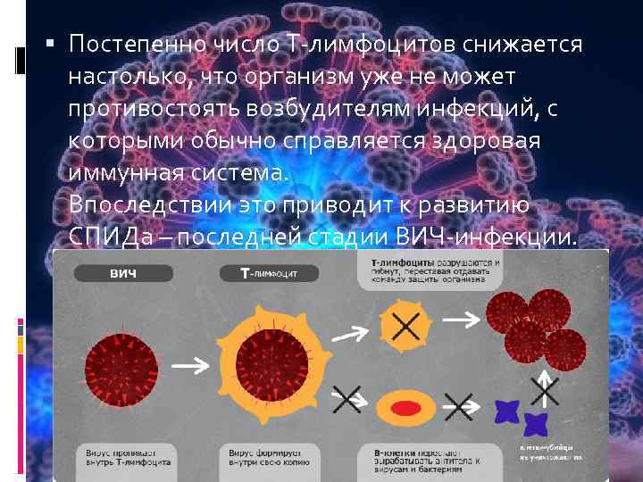  Постепенно число Т-лимфоцитов снижается настолько, что организм уже не может противостоять возбудителям инфекций,