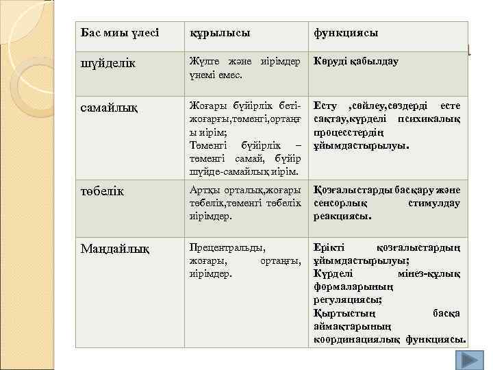 Бас миы үлесі құрылысы функциясы Участки. Жүлге және иірімдер Көруді қабылдау мозга коры головного