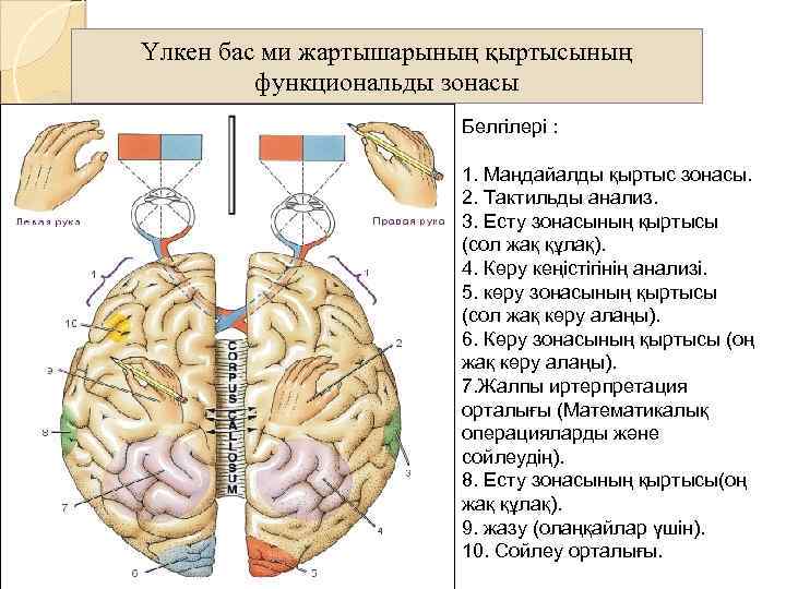 Үлкен бас ми жартышарының қыртысының функциональды зонасы Белгілері : 1. Маңдайалды қыртыс зонасы. 2.