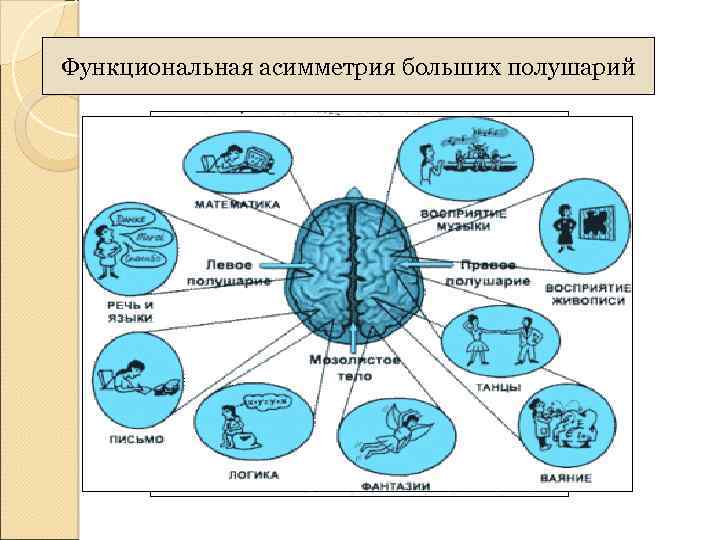 Функциональная асимметрия больших полушарий 