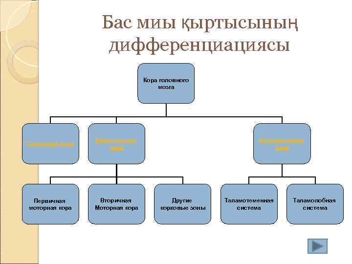 Бас миы қыртысының дифференциациясы Кора головного мозга Сенсорная зона Двигательная зона Первичная моторная кора