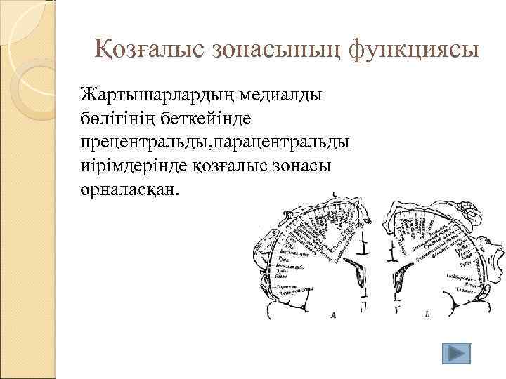 Қозғалыс зонасының функциясы Жартышарлардың медиалды бөлігінің беткейінде прецентральды, парацентральды иірімдерінде қозғалыс зонасы орналасқан. 