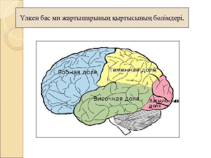 Үлкен бас ми жартышарының қыртысының бөлімдері. 