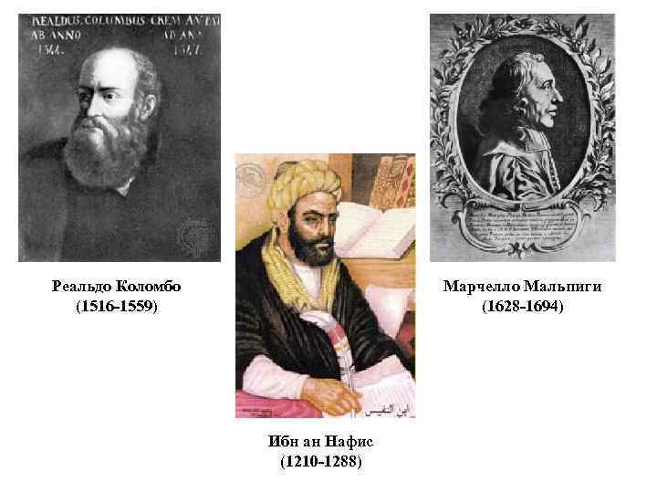Реальдо Коломбо (1516 -1559) Марчелло Мальпиги (1628 -1694) Ибн ан Нафис (1210 -1288) 