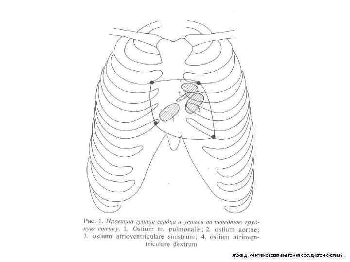 Лужа Д. Рентгеновская анатомия сосудистой системы 