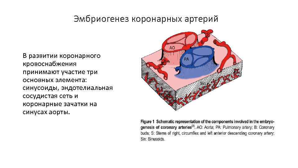 Эмбриогенез коронарных артерий В развитии коронарного кровоснабжения принимают участие три основных элемента: синусоиды, эндотелиальная