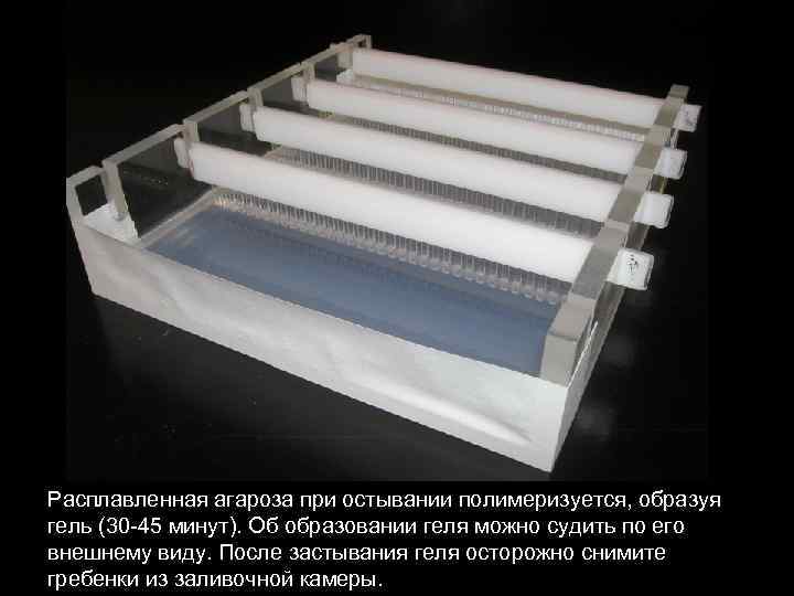 Расплавленная агароза при остывании полимеризуется, образуя гель (30 -45 минут). Об образовании геля можно