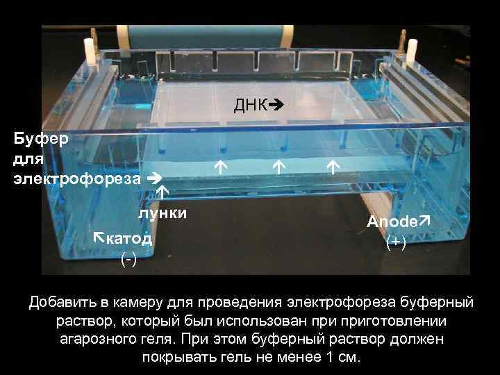ДНК Буфер для электрофореза лунки катод (-) Anode (+) Добавить в камеру для проведения