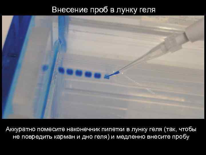 Внесение проб в лунку геля Аккуратно помесите наконечник пипетки в лунку геля (так, чтобы