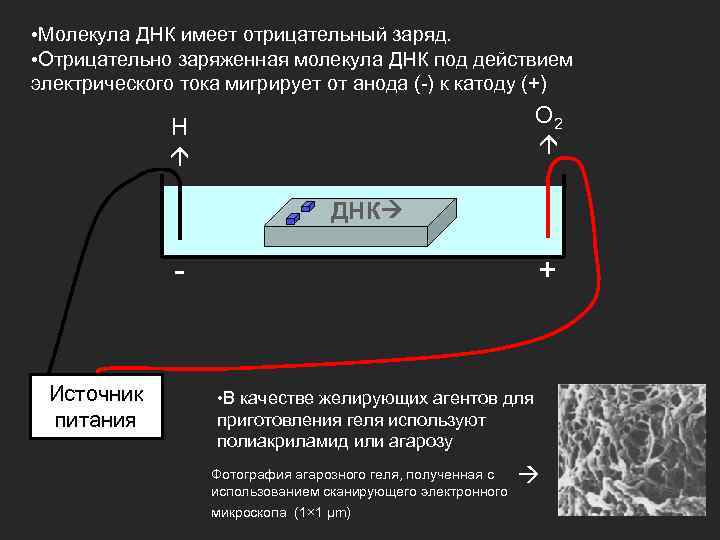  • Молекула ДНК имеет отрицательный заряд. • Отрицательно заряженная молекула ДНК под действием
