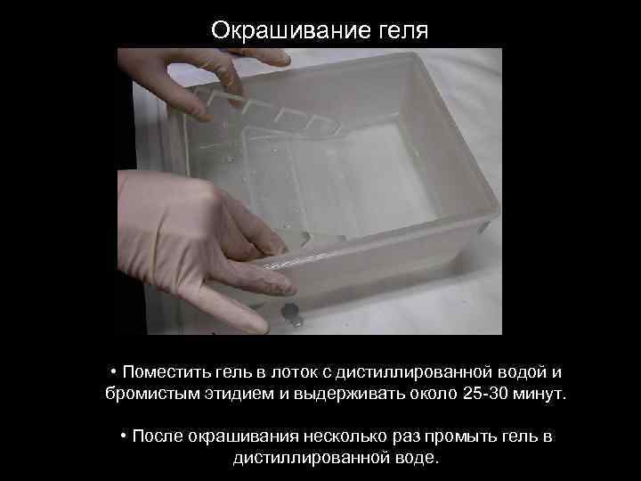 Окрашивание геля • Поместить гель в лоток с дистиллированной водой и бромистым этидием и
