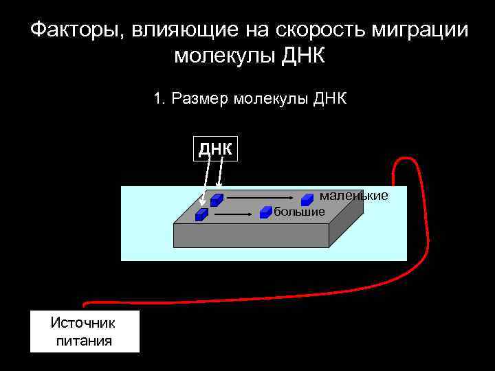 Факторы, влияющие на скорость миграции молекулы ДНК 1. Размер молекулы ДНК маленькие большие -