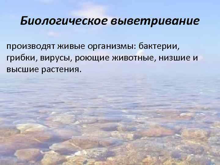 Биологическое выветривание производят живые организмы: бактерии, грибки, вирусы, роющие животные, низшие и высшие растения.