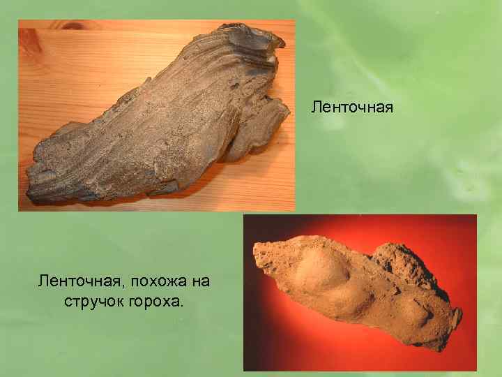 Ленточная, похожа на стручок гороха. 