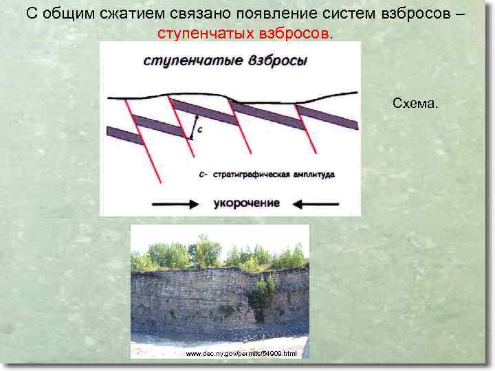 С общим сжатием связано появление систем взбросов – ступенчатых взбросов. Схема. www. dec. ny.