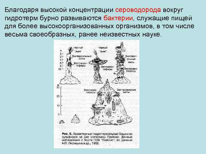 Благодаря высокой концентрации сероводорода вокруг гидротерм бурно развиваются бактерии, служащие пищей для более высокоорганизованных