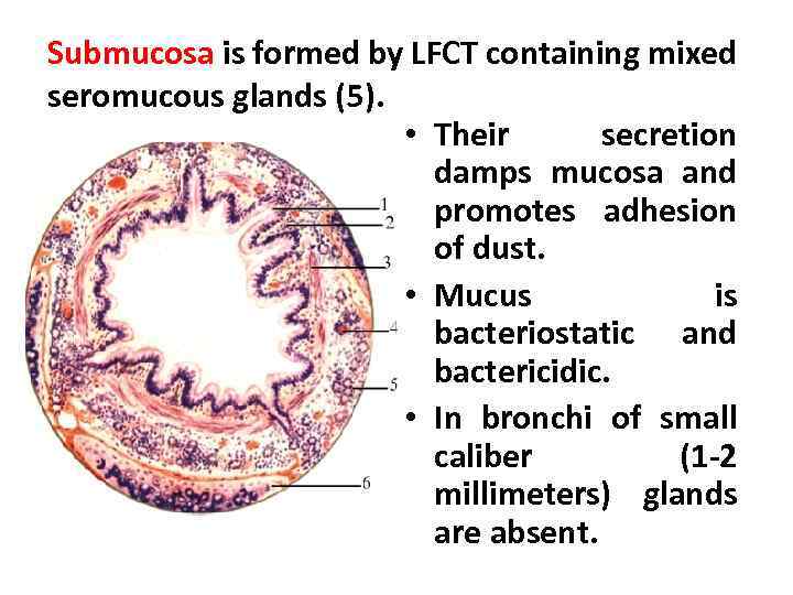 Submucosa is formed by LFCT containing mixed seromucous glands (5). • Their secretion damps