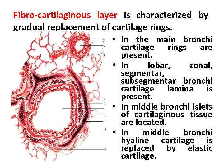 Fibro-cartilaginous layer is characterized by gradual replacement of cartilage rings. • In the main