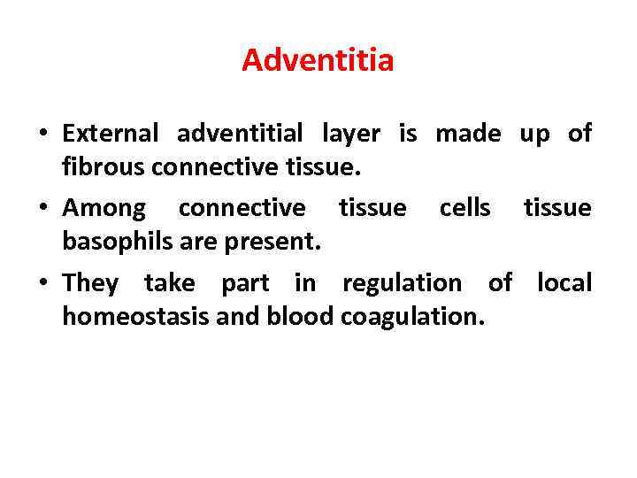 Adventitia • External adventitial layer is made up of fibrous connective tissue. • Among