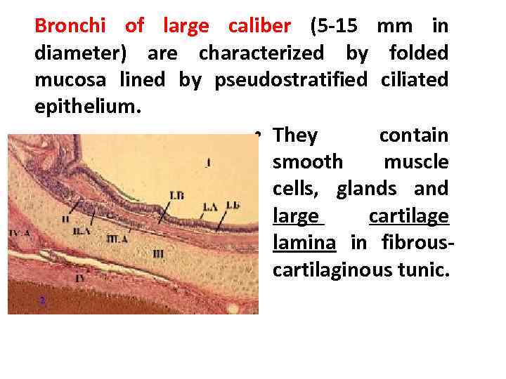 Bronchi of large caliber (5 -15 mm in diameter) are characterized by folded mucosa